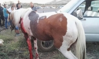 اصابة بالغة لشاب أثر حادث طرق بين حصان وسيارة